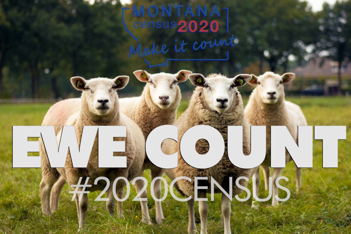 Ewe Count Census 2020